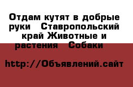 Отдам кутят в добрые руки - Ставропольский край Животные и растения » Собаки   